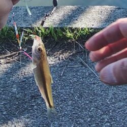 ホンモロコ釣り終盤